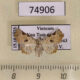 74906p Noctuidae Prolophota pallida f Vietnam $20