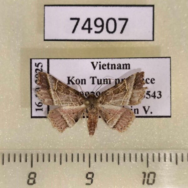 Noctuidae sp. Vietnam