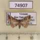 74907p Noctuidae sp. Vietnam $12