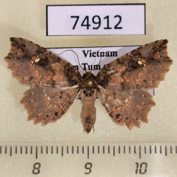 Noctuidae Tamba sp. carneotincta f Vietnam