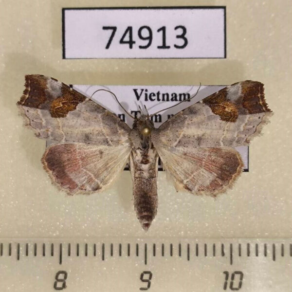 Noctuidae Tamba cautiperas Vietnam