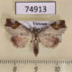 74913p Noctuidae Tamba cautiperas Vietnam $18
