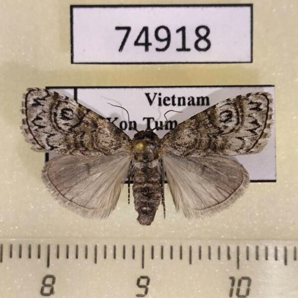 Noctuidae Meganola scriptoides f Vietnam