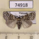 74918p Noctuidae Meganola scriptoides f Vietnam $13