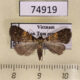 74919p Noctuidae Hydrillodes lentalis Vietnam $5