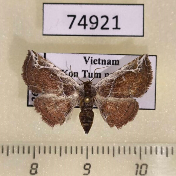 Noctuidae Eublemma rubrina Vietnam