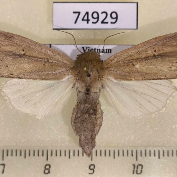 Noctuidae Sesamia inferens f Vietnam