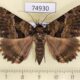 74930p Noctuidae Sypna persubsignata Vietnam $9