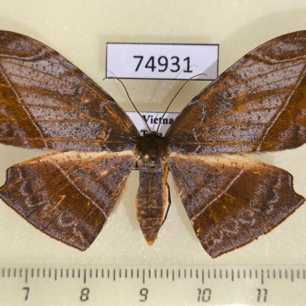 Geometridae Dalima schistacearia f Vietnam