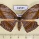 74931p Geometridae Dalima schistacearia f Vietnam $10