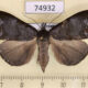 74932p Noctuidae Ptyorhyncha argyresthis Vietnam $20