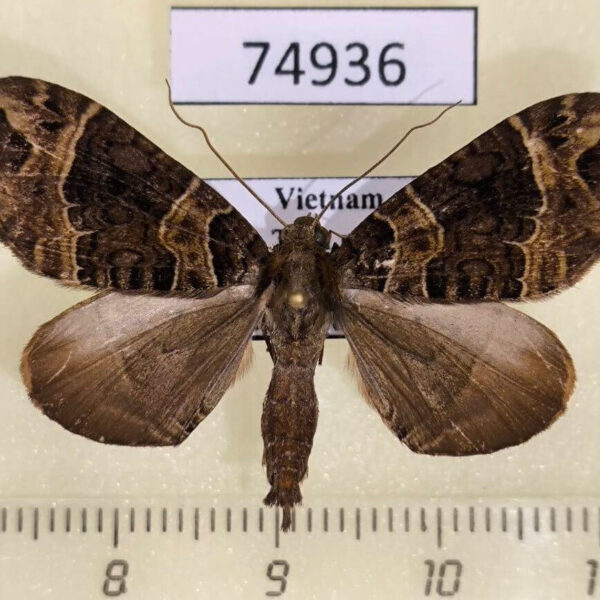 Geometridae Ecliptopera obscurata Vietnam