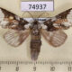 74937p Notodontiidae Neodrymninia comes Vietnam $5