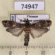 74947p Pyralidae sp. Vietnam $5