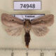 74948p Noctuidae Sesamia sp. nigropunctata Vietnam $9
