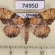 74950p Noctuidae Tamba euryodia Vietnam $20
