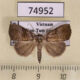74952p Noctuidae Vietnam $8