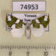 74953p Noctuidae Ariolica peresa Vietnam $5
