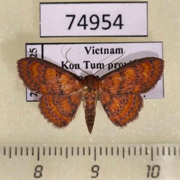 Noctuidae Homodes perilitha Vietnam