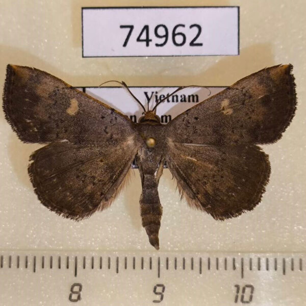 Noctuidae Paracolax sp. Vietnam