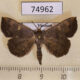 74962p Noctuidae Paracolax sp. Vietnam $9