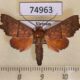 74963p Noctuidae Arthisma rectilinea Vietnam $8