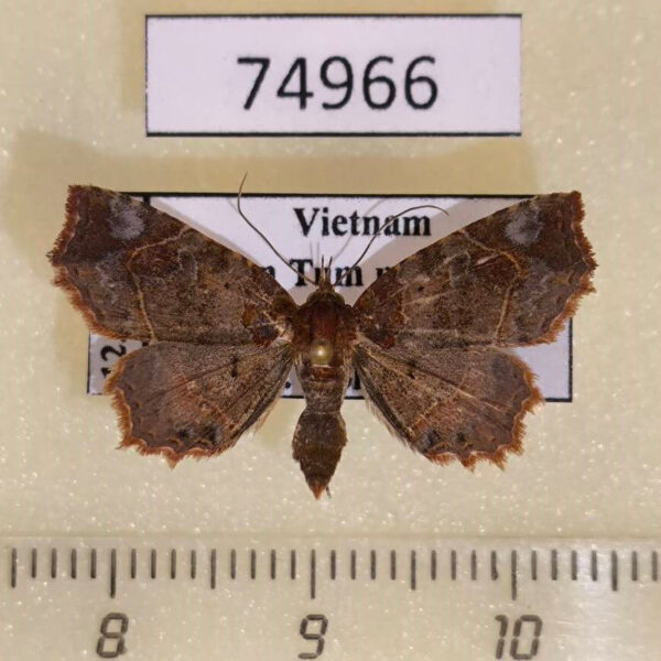 Noctuidae Tamba apicata Vietnam