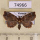 74966p Noctuidae Tamba apicata Vietnam $14