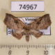 74967p Drepanidae Gogana sp. Vietnam $6