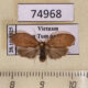 74968p Arctiidae Macaduma tortricella Vietnam $10