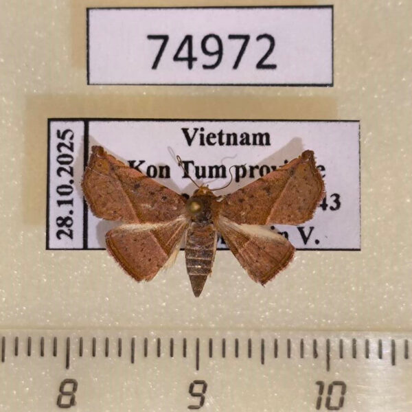 Noctuidae Eublemma quadripunctata Vietnam