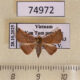 74972p Noctuidae Eublemma quadripunctata Vietnam $20