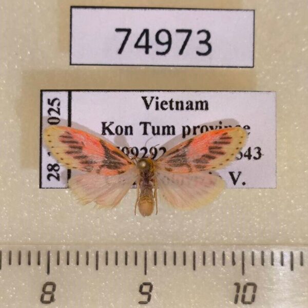 Arctiidae Miltochrista sp. Vietnam