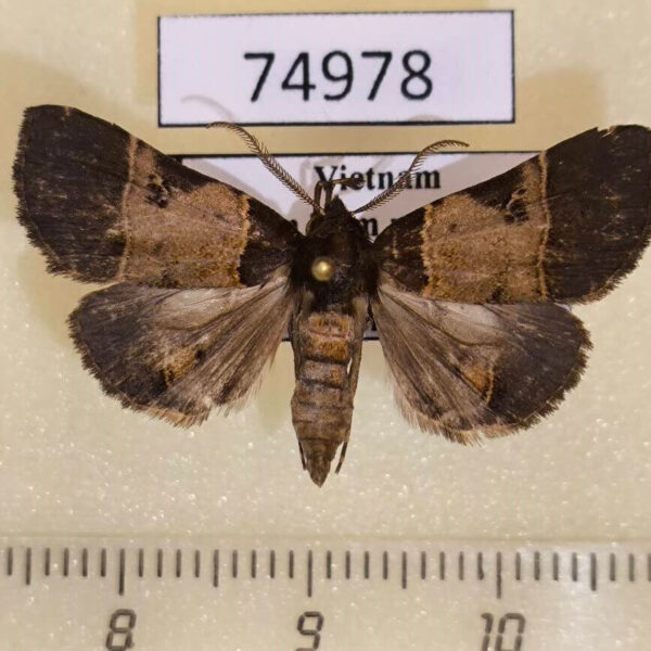 Noctuidae sp. Vietnam