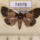 74978p Noctuidae sp. Vietnam $10