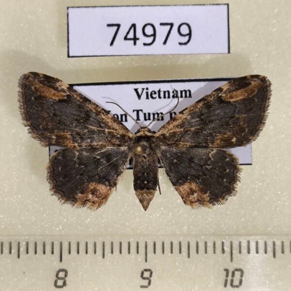 Geometridae Abaciscus sp. adjuncta f Vietnam