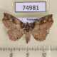 74981p Noctuidae Tamba sp. carneotincta Vietnam $12
