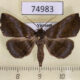 74983p Noctuidae Hadennia incongruens Vietnam $9