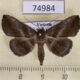 74984p Noctuidae Hadennia incongruens Vietnam $9