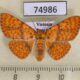 74986p Noctuidae Homodes crocea f Vietnam $10