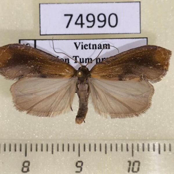 Arctiidae Gampola sinica Vietnam