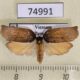 74991p Tortricidae Homona sp. Vietnam $5