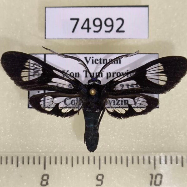 Zygaenidae Hysteroscene extravagans Vietnam
