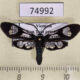 74992p Zygaenidae Hysteroscene extravagans Vietnam $10