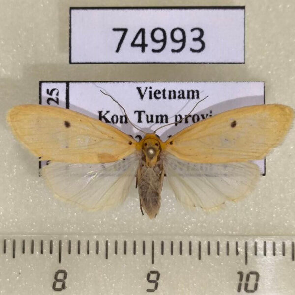 Arctiidae Miltochrista calamaria Vietnam