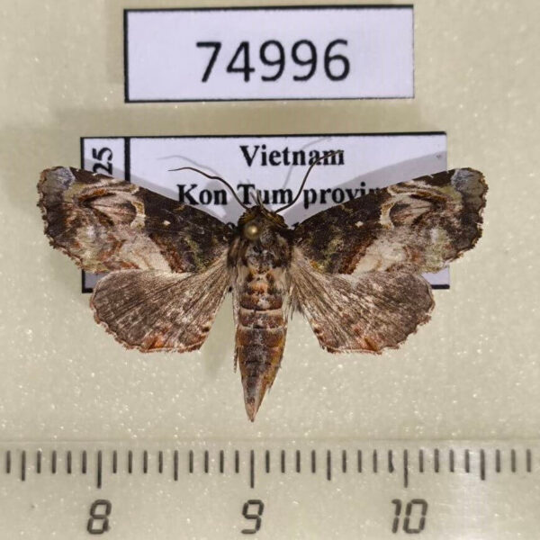 Euteliidae Targalla albiceps Vietnam