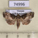 74996p Euteliidae Targalla albiceps Vietnam $7