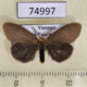 74997p Lymantridae Pantana sp. lithosioides Vietnam $10