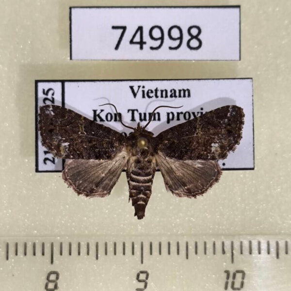 Euteliidae Targalla alboquadrata Vietnam