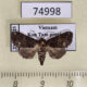 74998p Euteliidae Targalla alboquadrata Vietnam $10